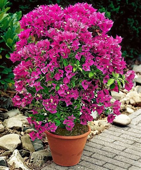Growing Bougainvillea In Pots Bougainvillea Care In Containers