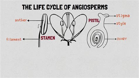 Dr Malik The Life Cycle Of Angiosperms And Alternation Of Generation