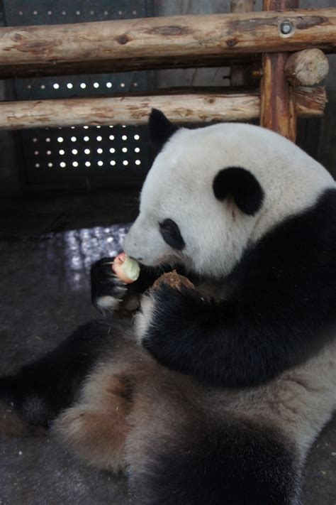 Love Panda Vacation Chengdu Panda Base 16