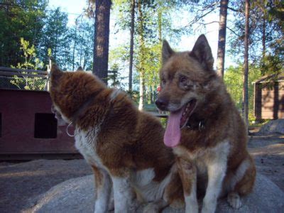 Schlittenhunde Auf Unserer Nordkaptour In Schweden Roadtrip Tipps