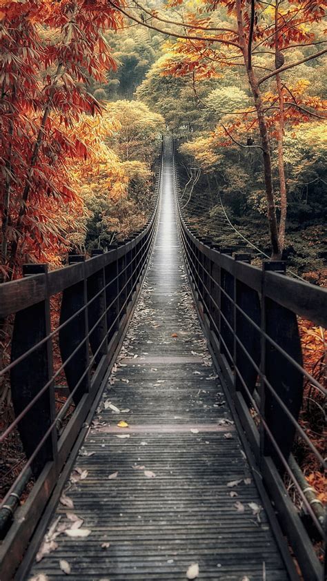Bridge Autumn Awesome Beauty Forest Nature Path View Hd Phone