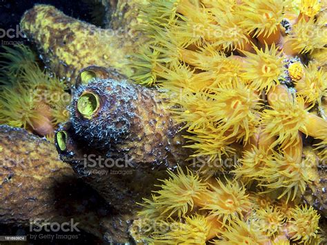 Underwater Coral Reef Orange Cup Corals Stock Photo Download Image
