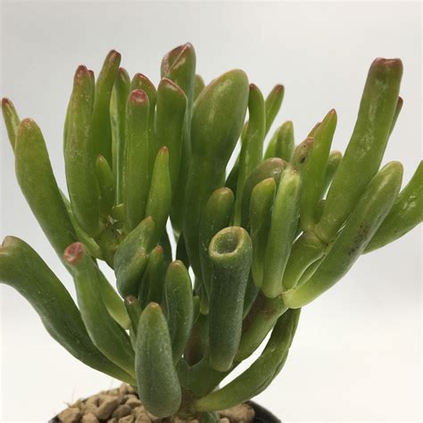 succulent crassula ovata gollum live plant etsy
