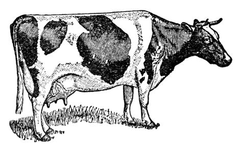Cartoon Cow Clipart Free Stock Photo Public Domain