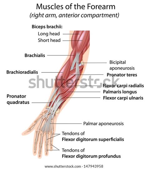 Muscles Of Forearm By Asklepios Medical Atlas Lupon Gov Ph