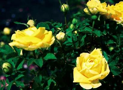Rose Yellow Persian Bailey Thetreefarm