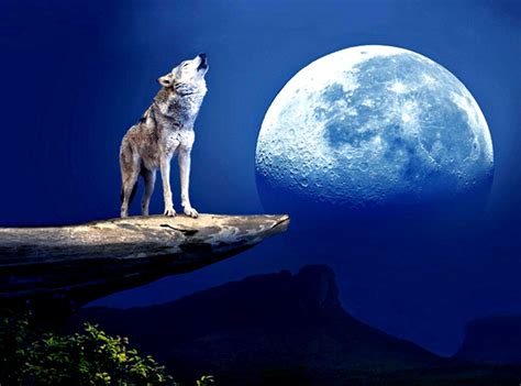 Wolf Howling At The Moon Wallpaper Best Wallpaper Hd