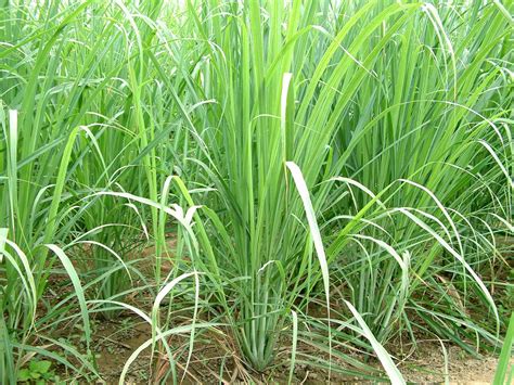 Department of agriculture hardiness zones 10 and 11, but you can dig up the plants and overwinter them indoors in. Lemongrass oil - An oil with healing power - Healthyliving ...