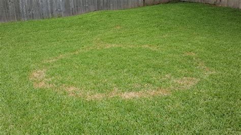How To Fix A Yellow Or Browning Lawn Myhometurf