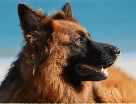 10 Best Guard Dogs Breed