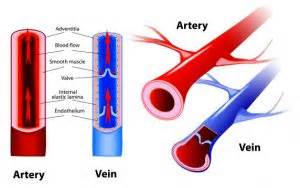 Fungsi Dari Pembuluh Darah Arteri Dan Vena Pengertian Apa Itu Net