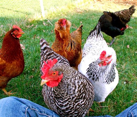 The Ultimate List Of Backyard Chicken Breeds Beautiful Chickens My Xxx Hot Girl