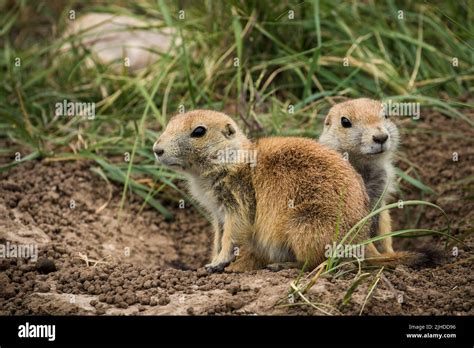 Two Young Prairie Dog Pups Stock Photo Alamy