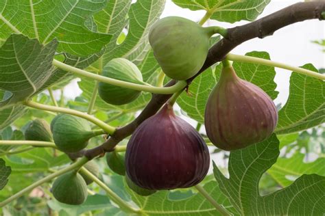 The Indoor Fig Tree Indoor Citrus And Fruit Trees