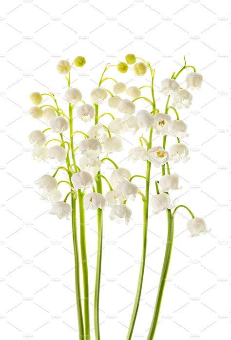 Check spelling or type a new query. Lily of the valley flowers isolated | High-Quality Nature ...