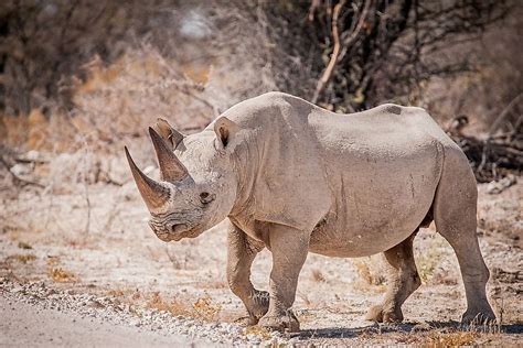 Which Animals Have Recently Gone Extinct Worldatlas