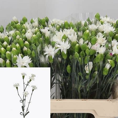 Carnation Spr Star Snow Tessino 60cm Wholesale Dutch Flowers