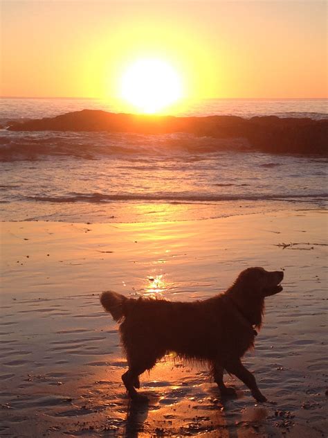 Golden Sunset Dogs Golden Retriever Golden Retriever Tiny Puppies