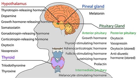 Endocrinology The Endocrine System And Your Health