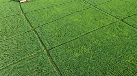 Aerial Drone View Of Agriculture In Rice Fields For Cultivation Flight