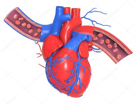 Imágenes De Corazón Humano Corazón Humano Con Venas Y Arterias