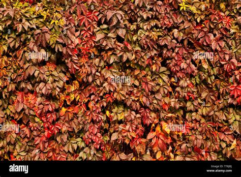 Autumn Leaves Texture Stock Photo Alamy