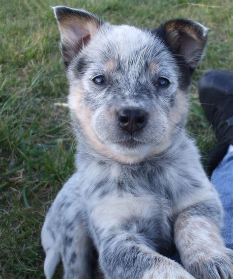 Blue Heeler Puppy From Cattle Dogs Rule The Best Puppies Blue