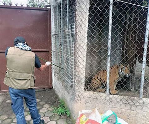 Mexican Drug Cartel Hitmen Shoot Rivals Pet Bengal Tiger In