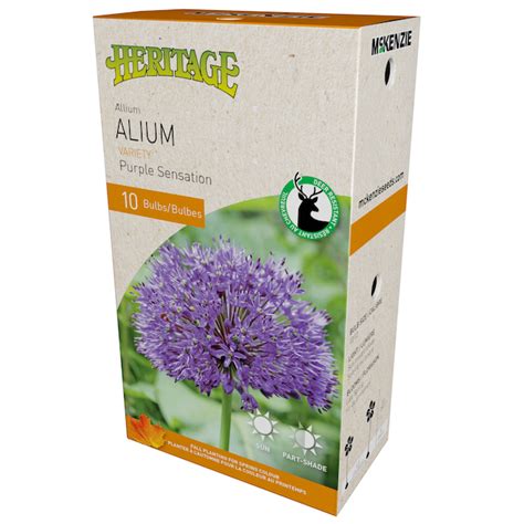 MCKENZIE Allium Bulbs Purple Sensation 10 12 cm Pack 10 141396 Réno