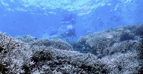 Pbs Newshour ‘chasing Coral Documents Destruction Of Coral Reefs