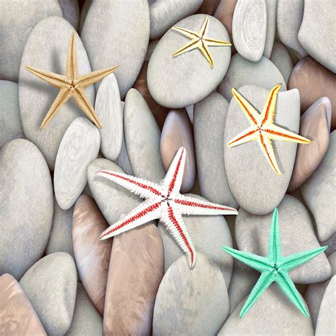 Download Sea Stars Colors Stones Royalty Free Stock Illustration Image