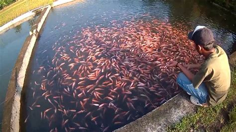 Ini Dia Cara Budidaya Ikan Nila Di Kolam Beton Yang Banyak Dicari