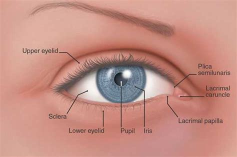Eye Anatomy EDoctorOnline Com