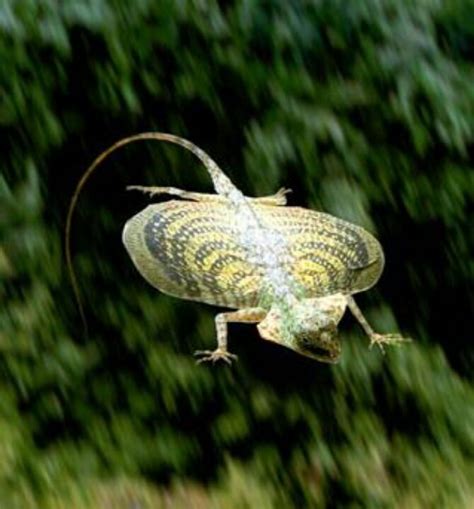 Check spelling or type a new query. 38 best Draco volans, or the Flying Dragon, is a member of the genus of gliding lizards Draco ...