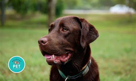 Labrador Retriever Prudent Pet Insurance