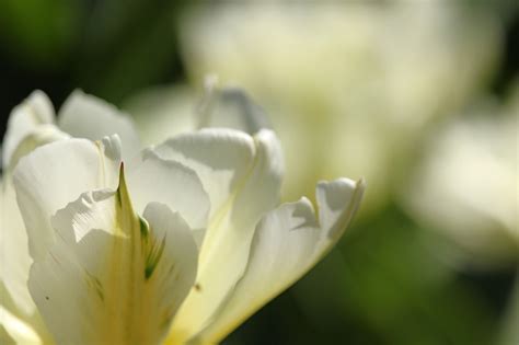 White Tulips Tulip Bed Spring Free Photo On Pixabay Pixabay