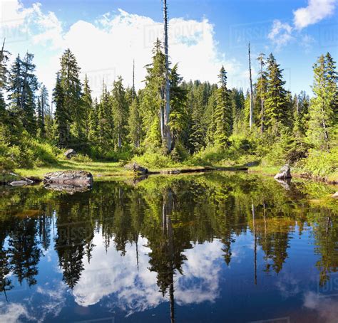 Beautiful Natural Scenery With Forest Reflecting In One Of Vicar Lakes