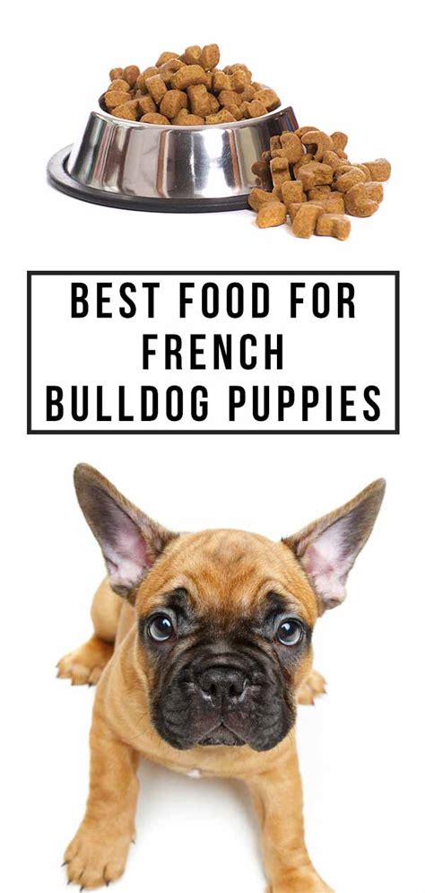 English bulldogs can be hungry little fellas constantly looking for and eating everything in sight, so they struggle a bit with being overweight. Best Food For French Bulldog Puppy Dogs - Top Tips And ...