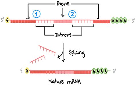 Where Does Rna Splicing Occur Slideshare