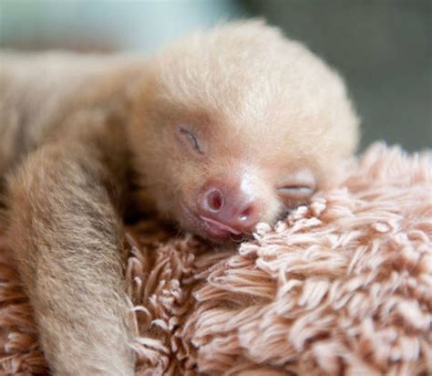 Baby Sloth Pictures Sloth Photos Cute Animal Pictures Adorable