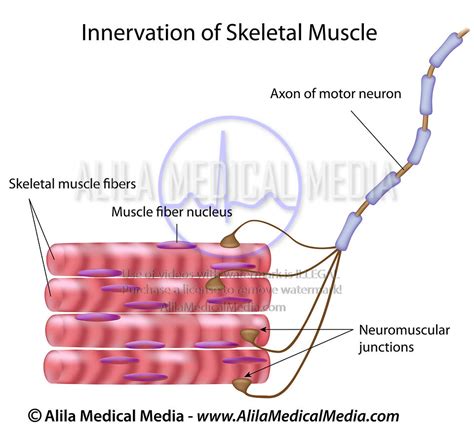 Alila Medical Media Skeletal Muscle Innervation Medical Illustration