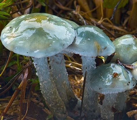 Stropharia Cyanea Blue Breen Psilocybe Stuffed Mushrooms Fungi