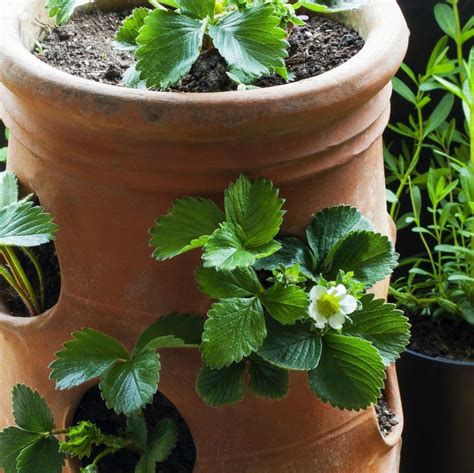 Strawberry Pot The Perfect Way To Grow Fresh Berries