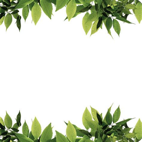 Borders With Leaves Exotic Leaves Frame Tropical Leaf Border Nature