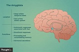 Amygdala's Location and Function