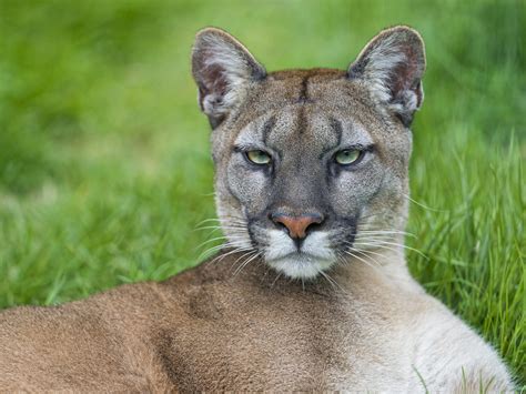 Serious Lying Puma Portrait Of Another Puma Living With Vi Flickr