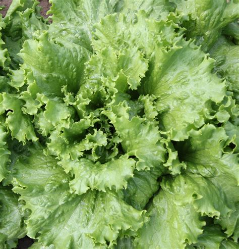Versatile Green Leaf Lettuce Jandl Produce Farm Market