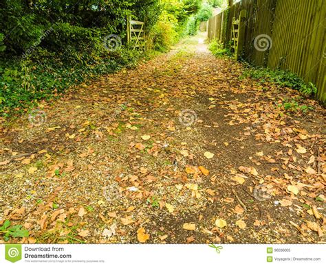 Peaceful Path In Autumnal Forest Or Park Stock Image Image Of Autumn
