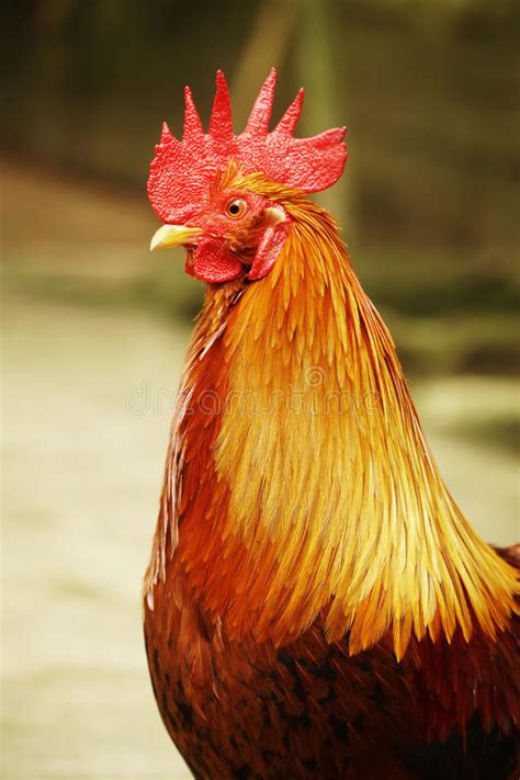 Close Up Chicken Head Stock Image Image Of Rooster Head 89826993
