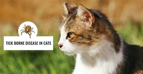 Tick Borne Diseases In Cats Symptoms And Treatments